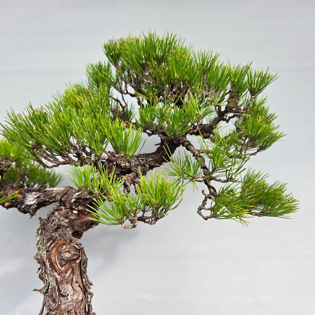 黒松　[模様木]　大品盆栽