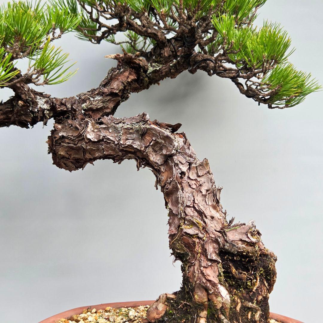 黒松　[模様木]　大品盆栽