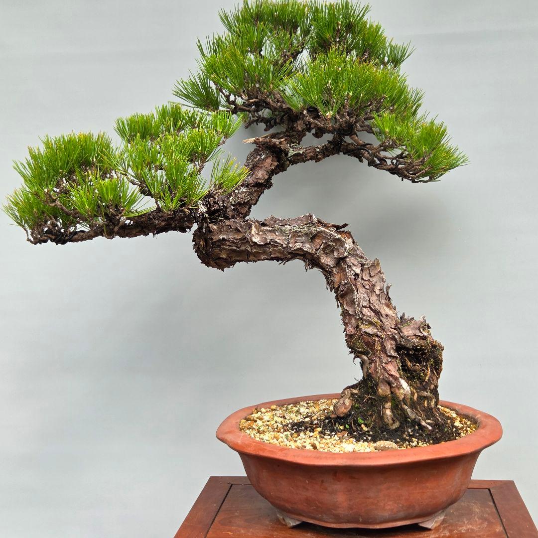 黒松　[模様木]　大品盆栽