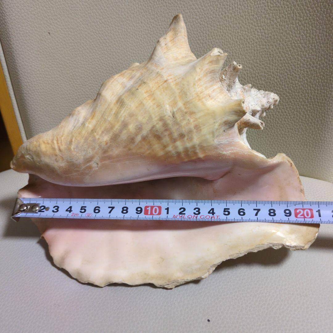 希少 コンク貝 コンクシェル ピンク貝 法螺貝