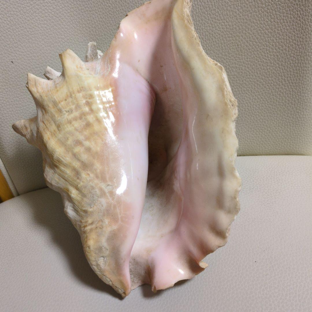 希少 コンク貝 コンクシェル ピンク貝 法螺貝