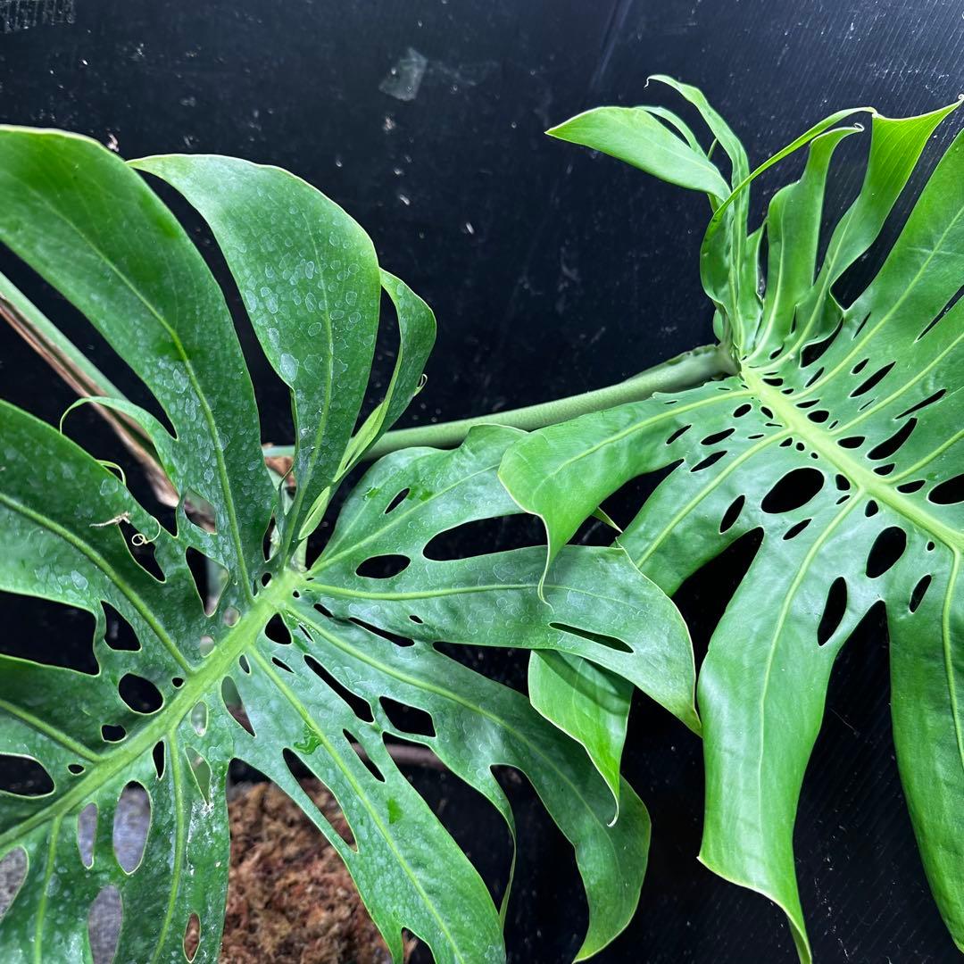 モンステラデリシオーサマクロコズム大型葉希少系統鉢植え高さ70㎝超大株レア特大