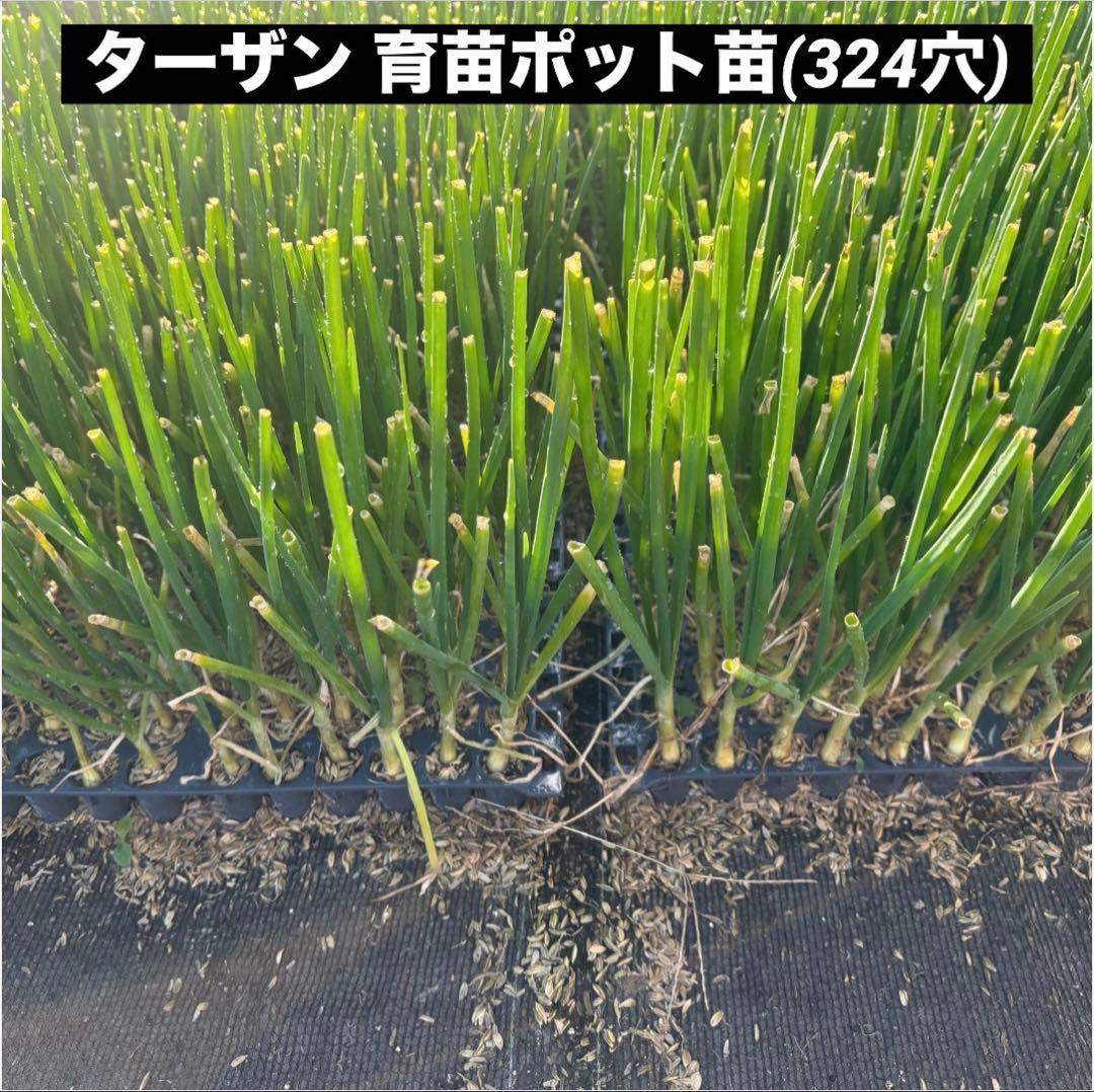 ＜もう直ぐ終了＞淡路島 玉ねぎ苗 ターザン 1,000本 たまねぎ苗 玉葱苗