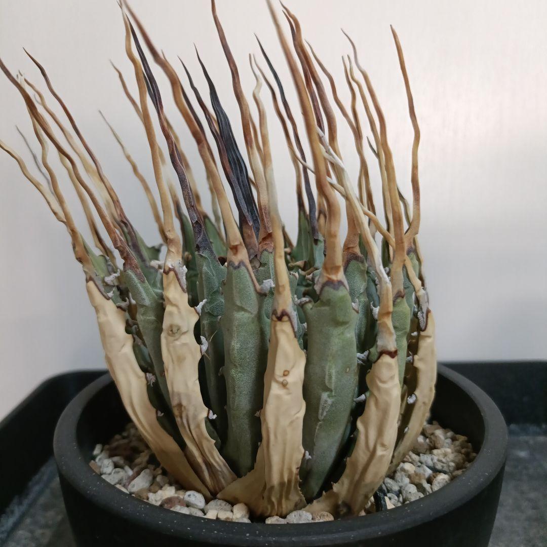 アガベ　ユタエンシス　エボリスピナ　現地球　陽炎　長棘タイプ