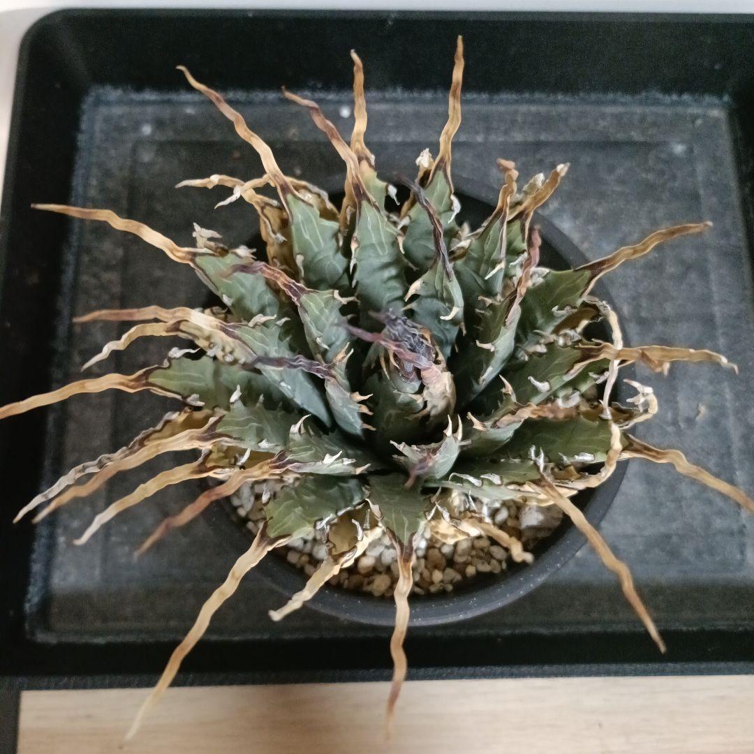 アガベ　ユタエンシス　エボリスピナ　現地球　陽炎　長棘タイプ