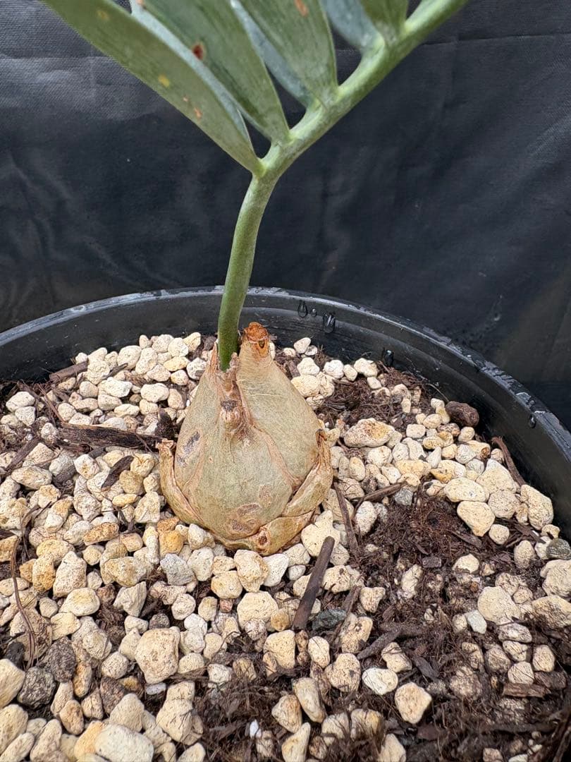 初売りセール　エンセファラルトス ホリダス ドワーフ　4㎝可愛いサイズ