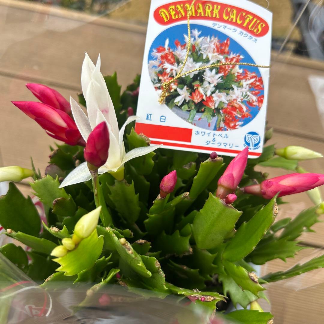 シャコバサボテン苗　シャコバサボテン　デンマークカクタス　5鉢価格　5号鉢