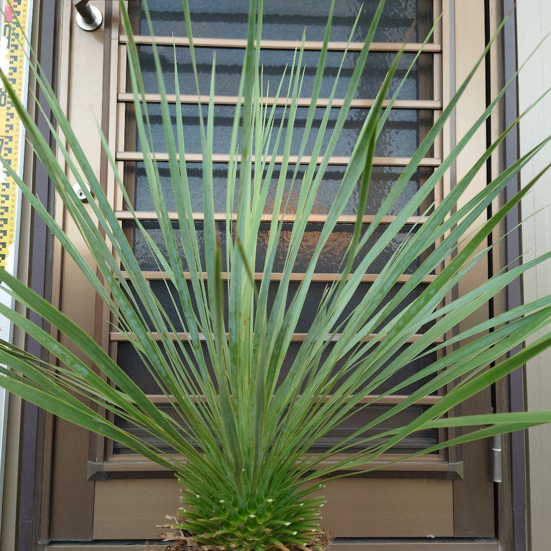 ユッカ ロストラータ《H=約70㎝》290