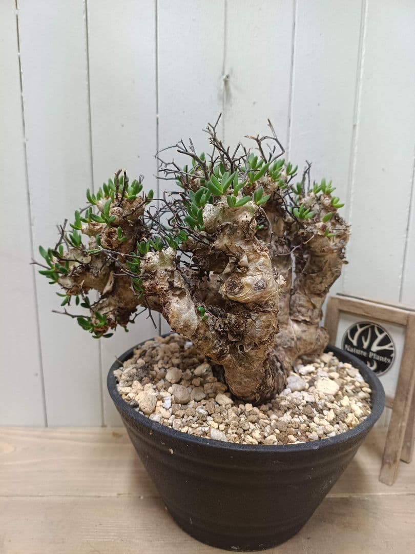 T068 発根済み 大株！！チレコドン レティキュラータス 万物想 現地球