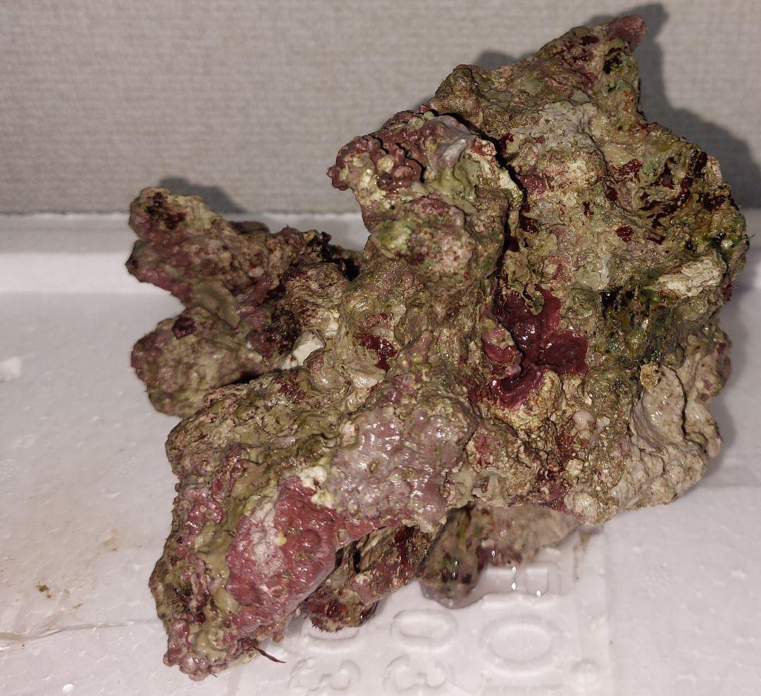 ライブロック 中型 赤褐色