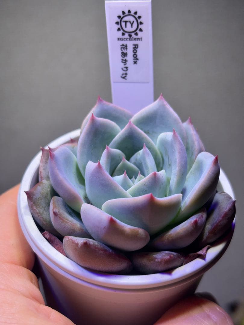 多肉風月さん　おらいさん　TYさん　3苗セット　札付き