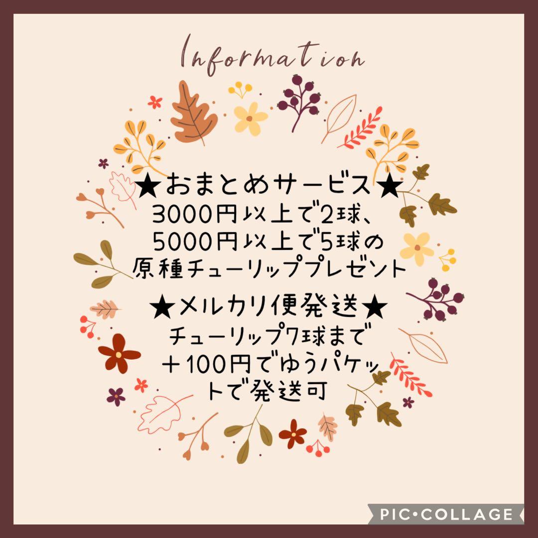 【球根】ホーランドシック 3球　チューリップ　ユリ咲き　ホワイト　ピンクボカシ