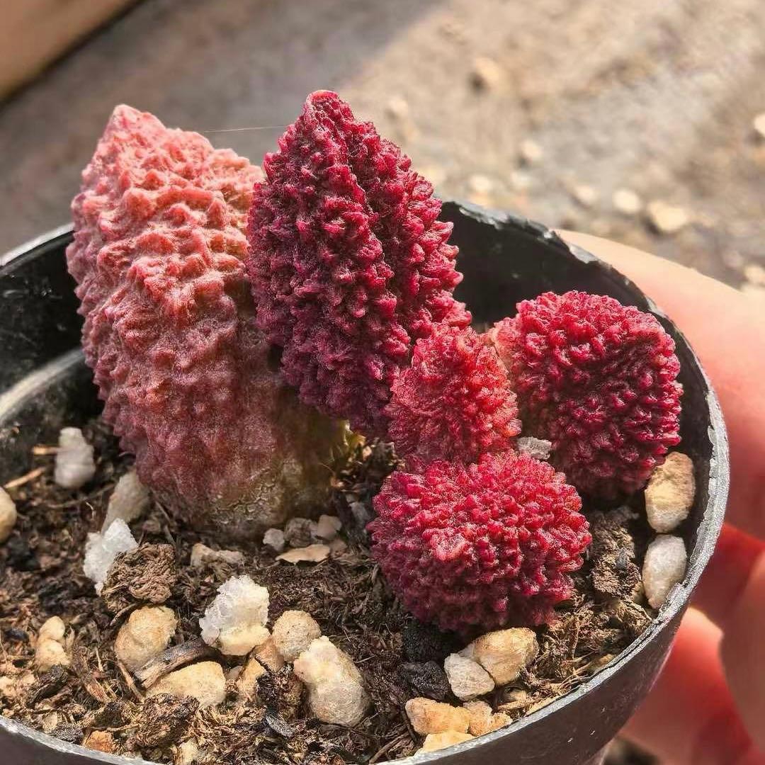 mrk様 リクエスト 6点 まとめ商品