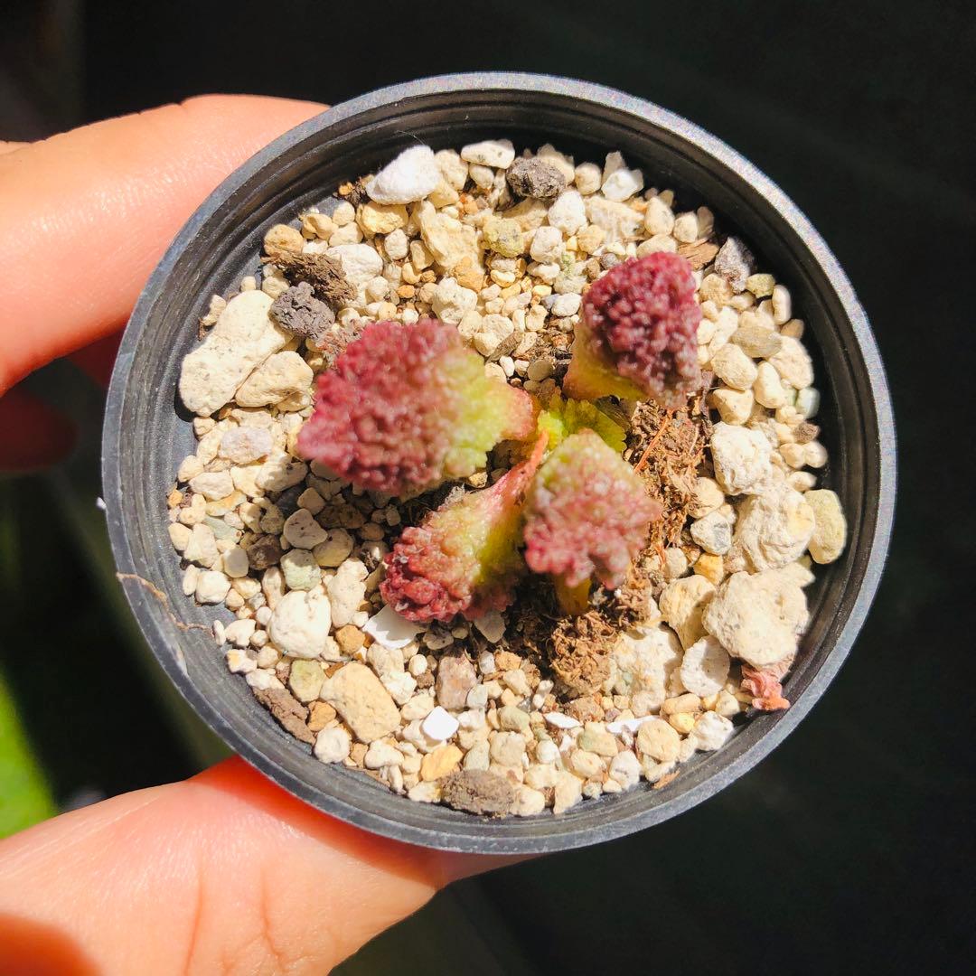 mrk様 リクエスト 6点 まとめ商品