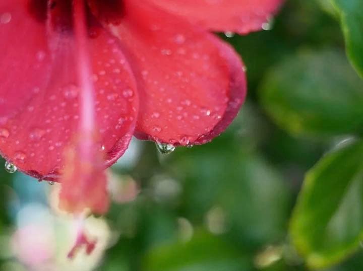 NEXやα6000番シリーズ対応！ミラーレスカメラ用単焦点レンズ！美品！高画質