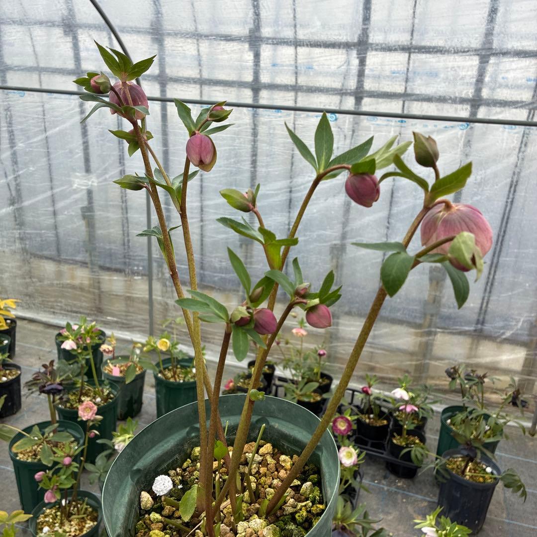 クリスマスローズ　加藤農園　アプリコットスポット　多弁　６本立　６寸