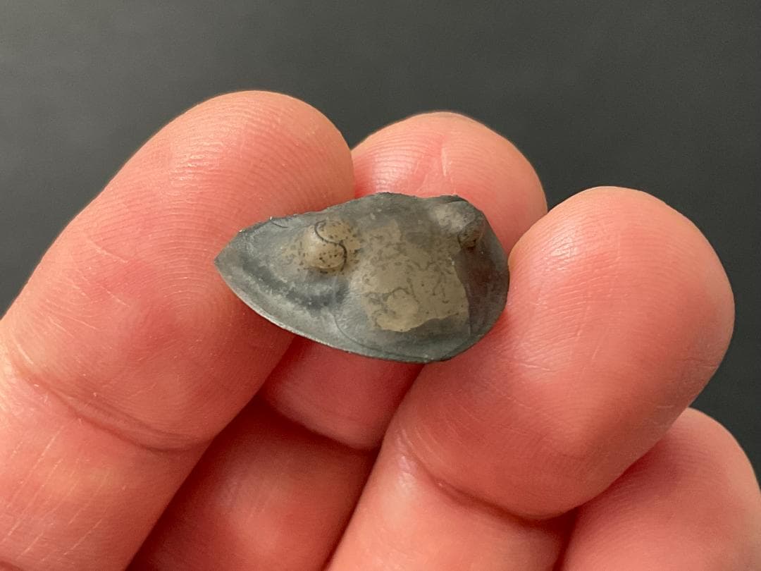 三葉虫 [TB70] イソテルス 防御態勢