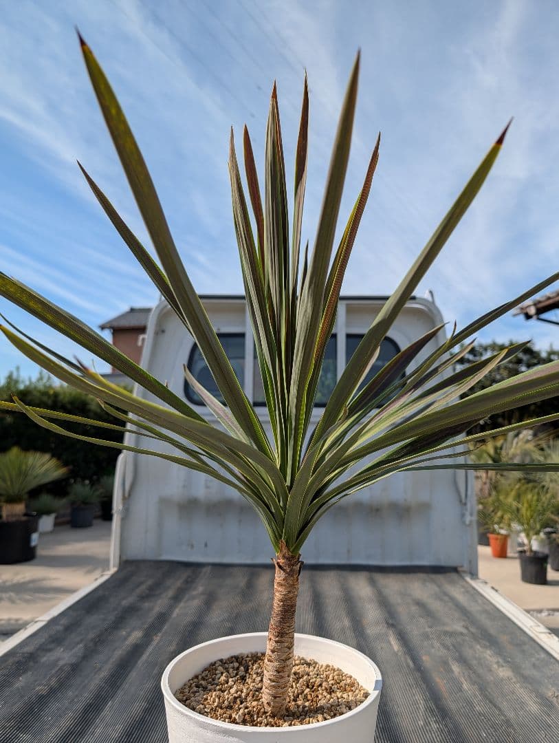 コルジリネ チョコミント《H＝約85㎝・8号》178