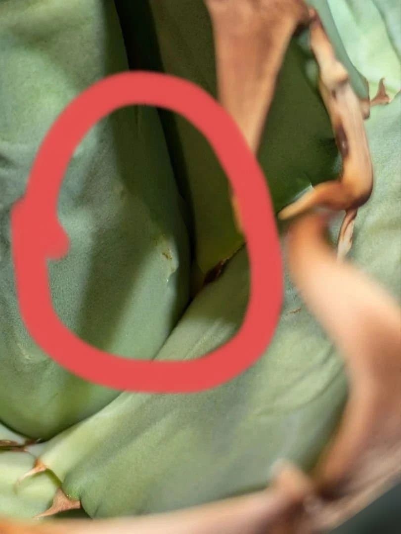 アガベ　オアハカ現地球　Coyote産