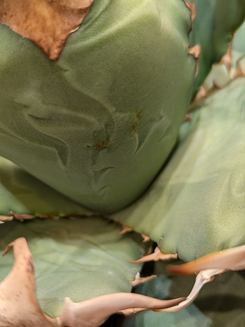 アガベ　オアハカ現地球　Coyote産