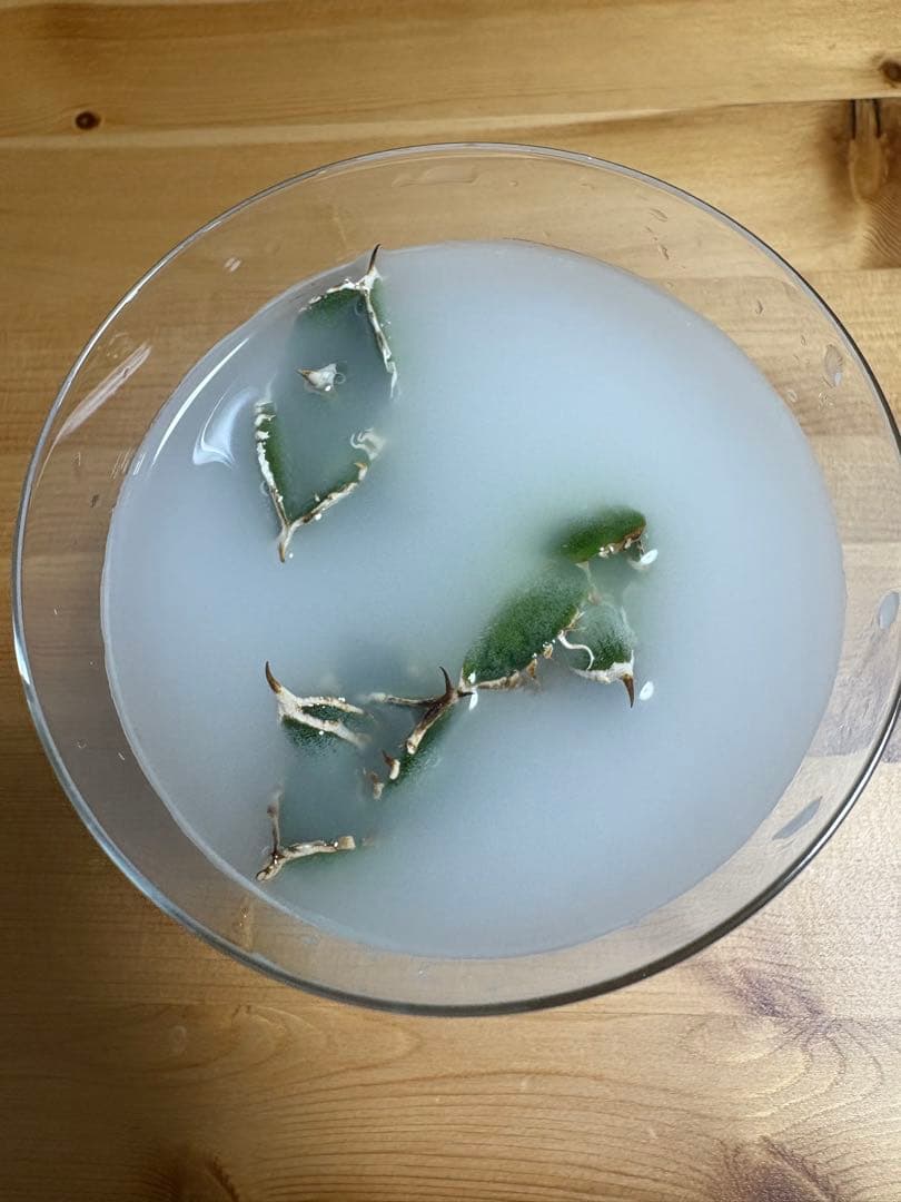 Agave titanota 大白鯊（ホホジロザメ）子株 親株写真あり 未発根②