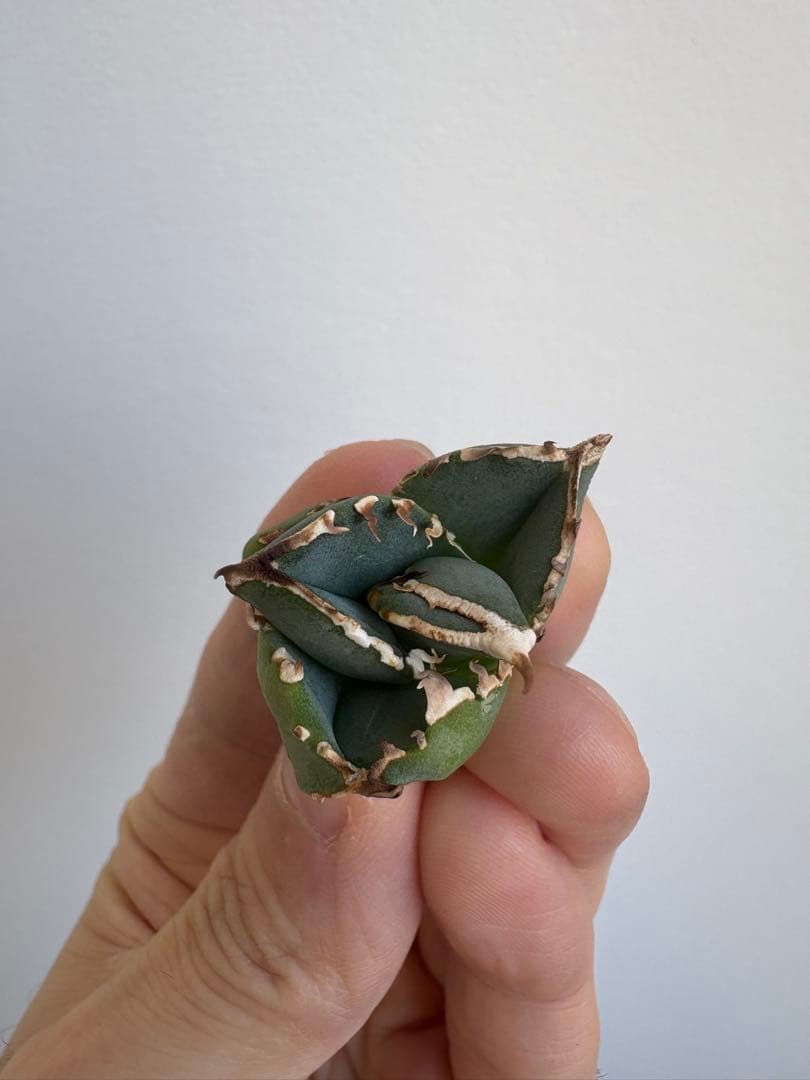 Agave titanota 大白鯊（ホホジロザメ）子株 親株写真あり 未発根②