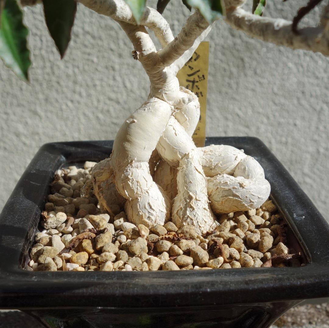 アンボボンベンシス 挿し木 盆栽風