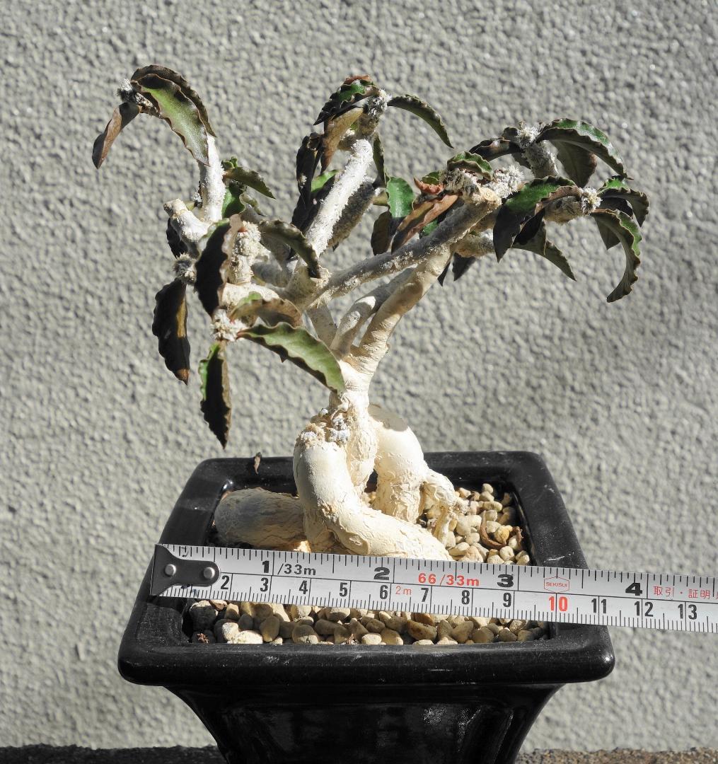 アンボボンベンシス 挿し木 盆栽風