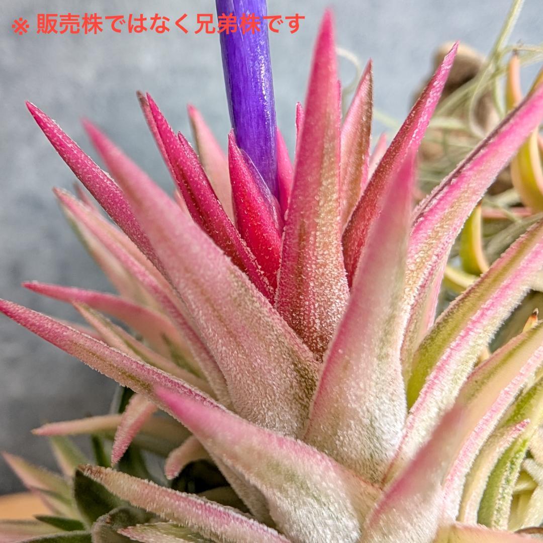 [送料無料] バンハイニンギー ヴァリエガータ バリエガータ 斑