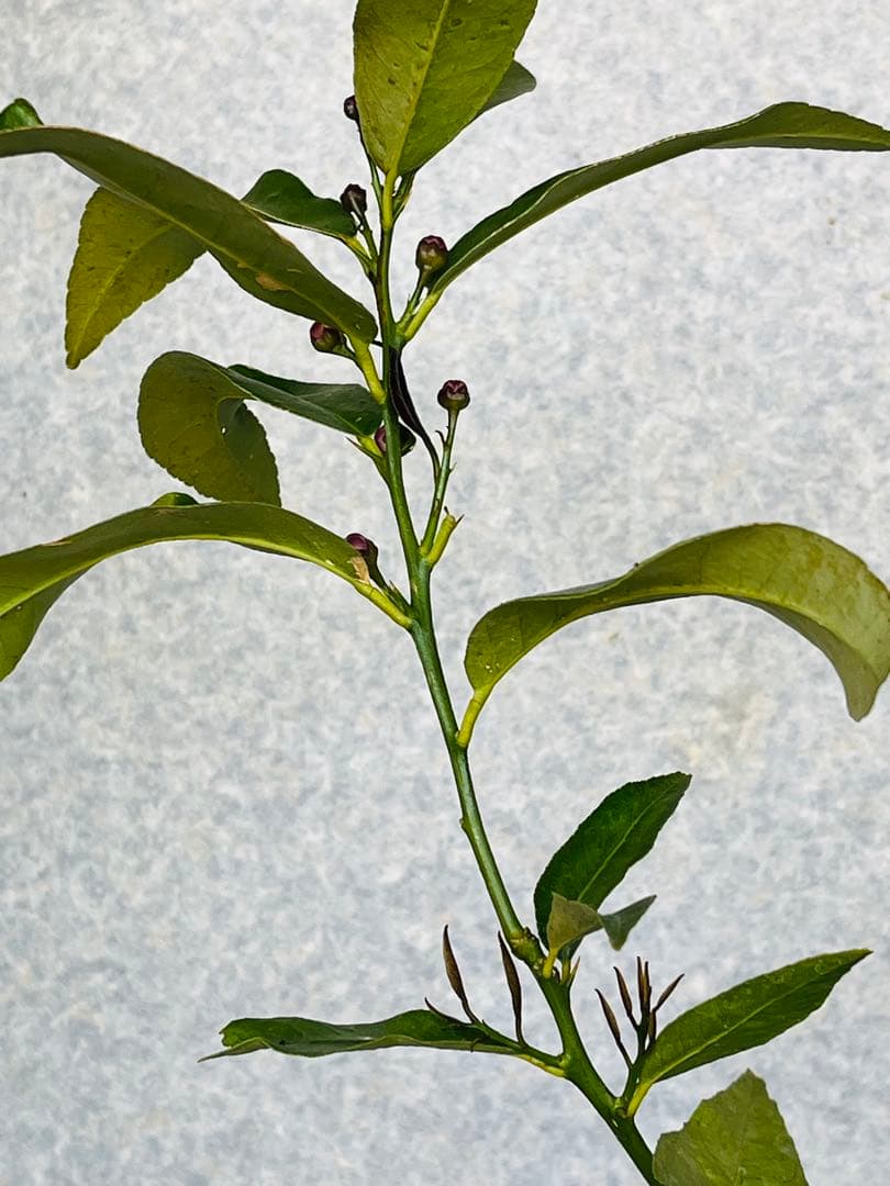 4年生　リスボン　レモン接木苗　樹高120センチ 6.5号ポット　撮影品お届け