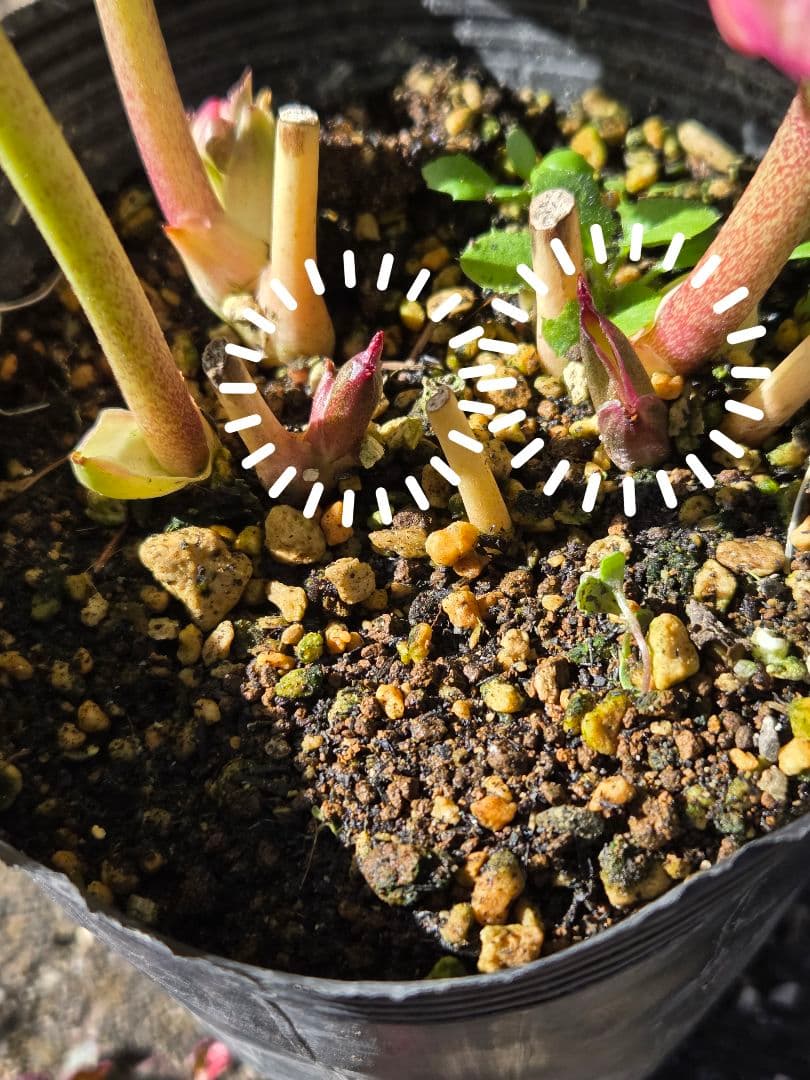 クリスマスローズ　絞り　ユキノリ