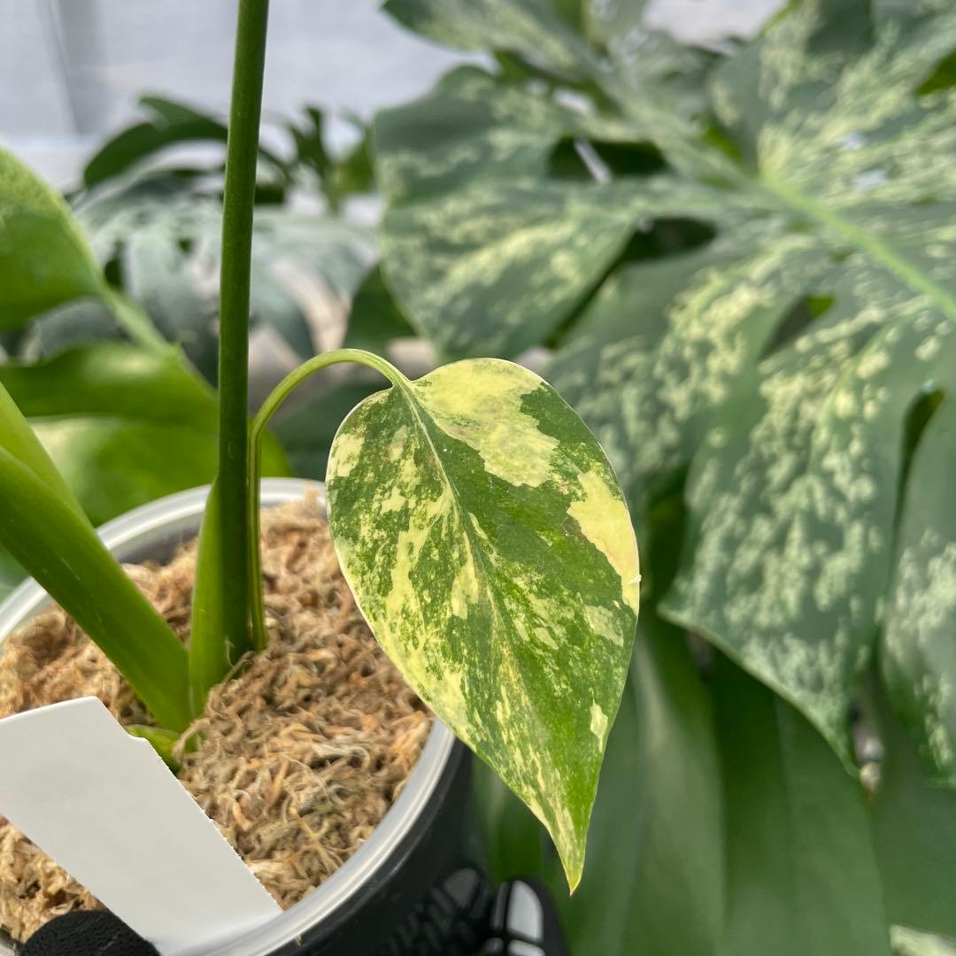 MS12 モンステラ　イエローマリリン　黄斑入り