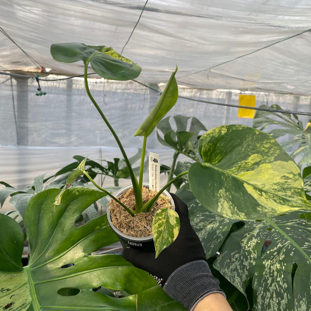 MS12 モンステラ　イエローマリリン　黄斑入り