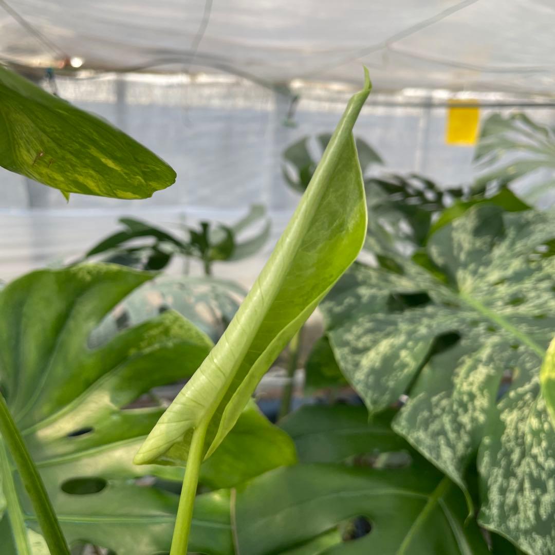 MS12 モンステラ　イエローマリリン　黄斑入り