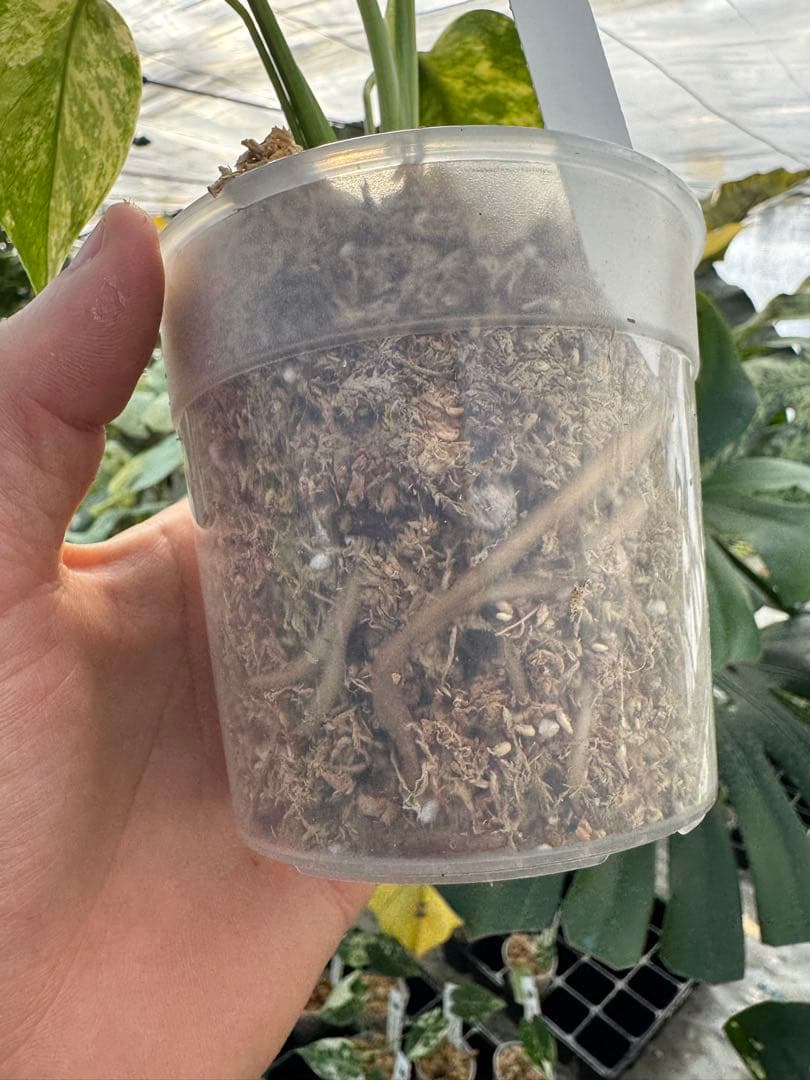 MS12 モンステラ　イエローマリリン　黄斑入り