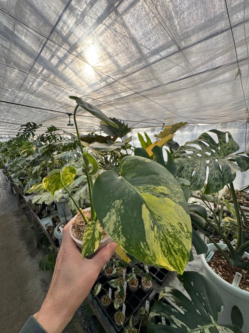 MS12 モンステラ　イエローマリリン　黄斑入り