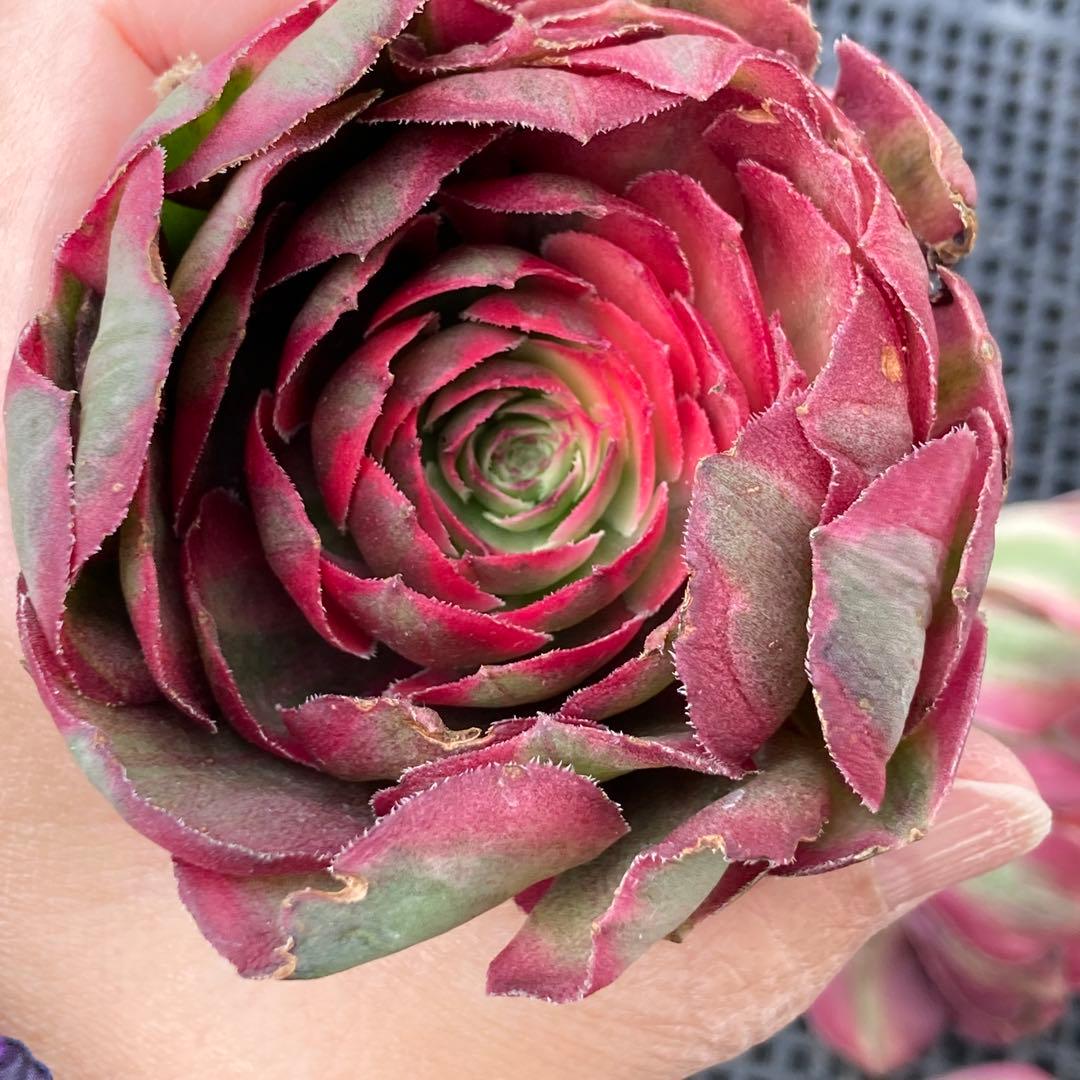 アエオニウム　韓国苗　オクス　多肉植物　ポコ多肉