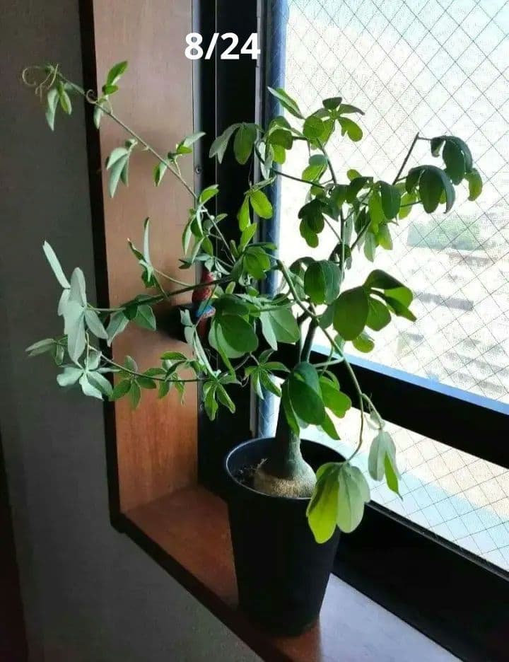 【専用】アデニア グラウカ 塊根植物 名札付き