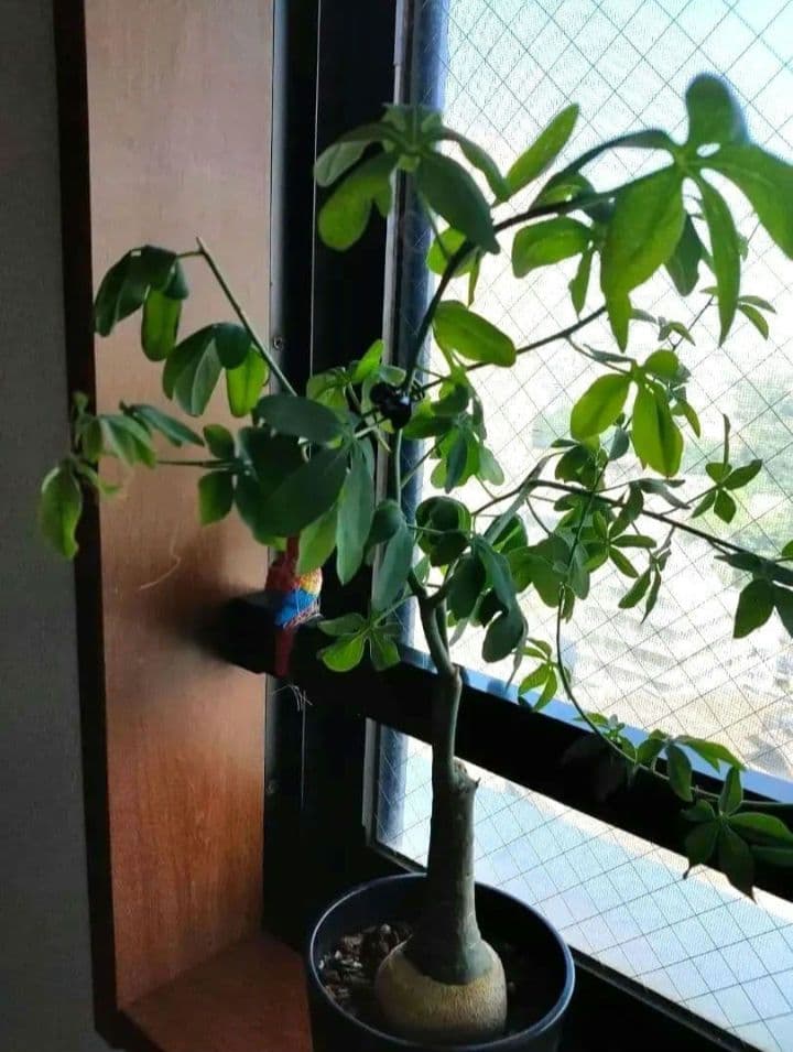 【専用】アデニア グラウカ 塊根植物 名札付き