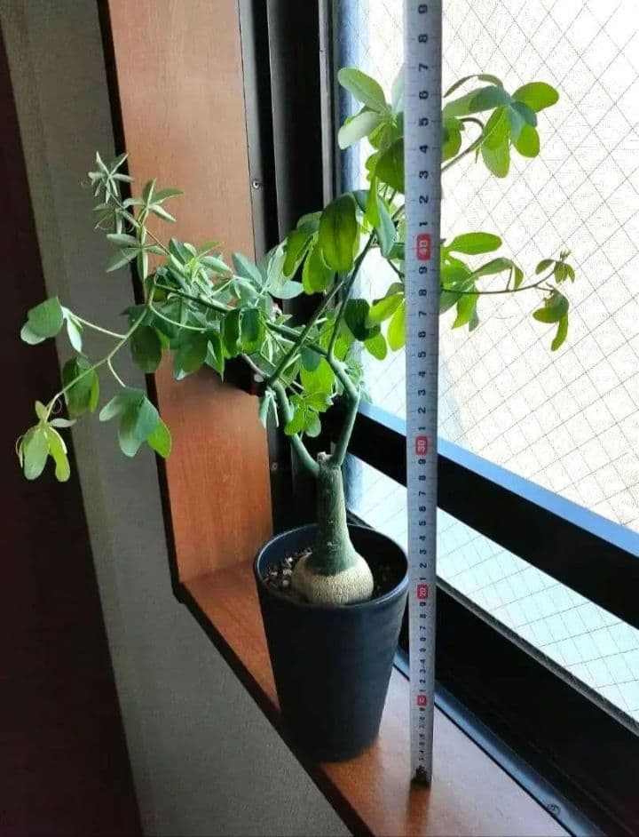 【専用】アデニア グラウカ 塊根植物 名札付き