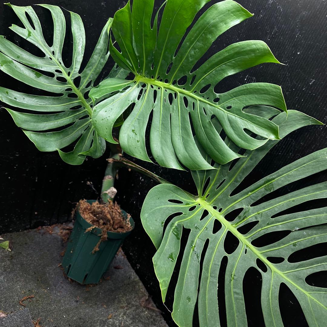 ナ*ル様 モンステラデリシオーサマクロコズム超希少系統鉢植え74㎝