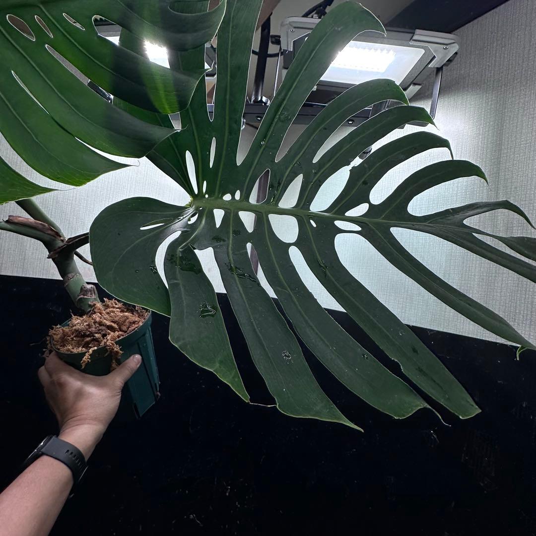 ナ*ル様 モンステラデリシオーサマクロコズム超希少系統鉢植え74㎝