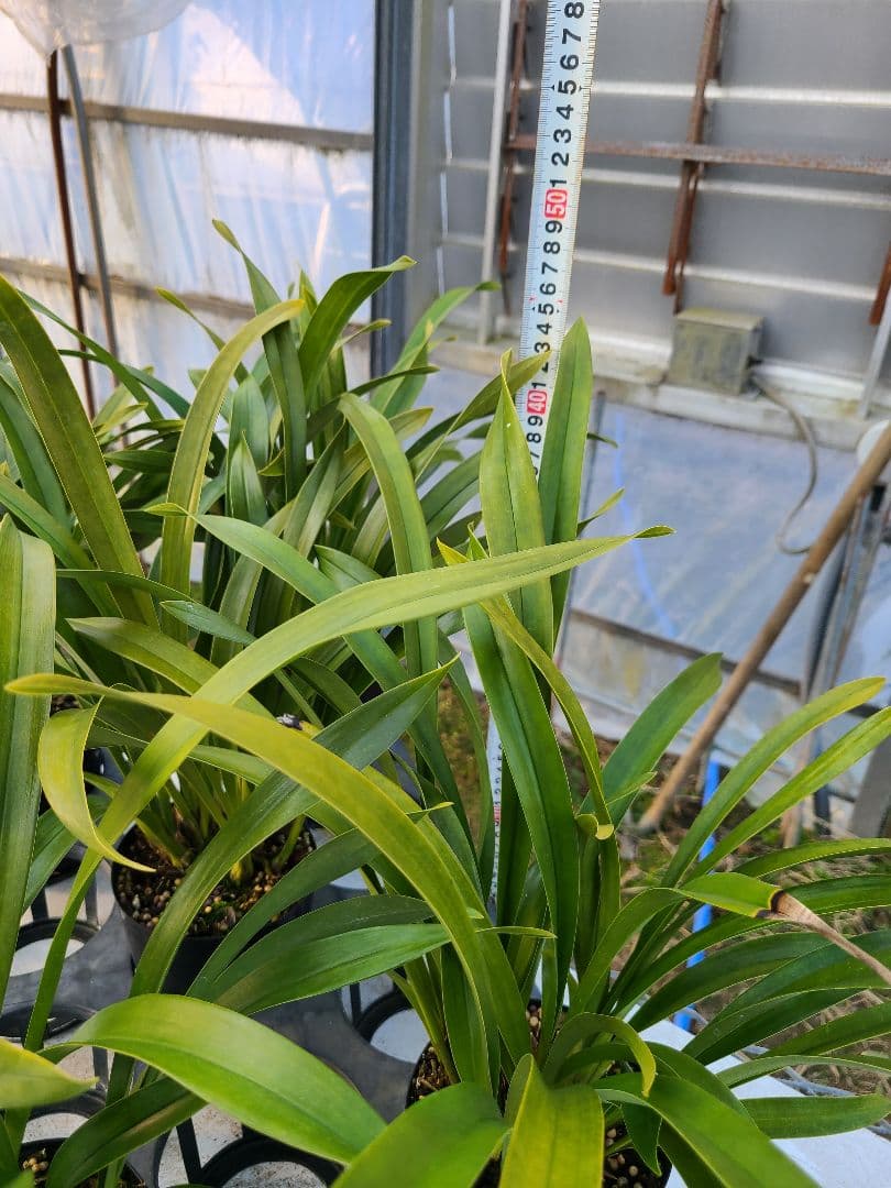 ミスマフェット。花芽合計22個。5鉢セット。蜜蜂誘引蘭。日本蜜蜂