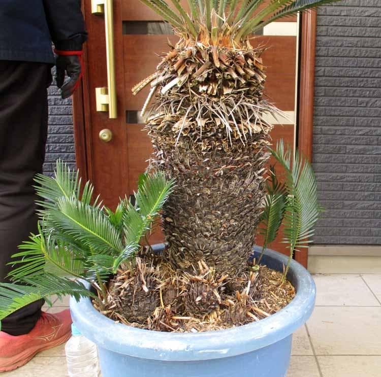 【現品】蘇鉄（ソテツ）超大株　16号相当　D21番