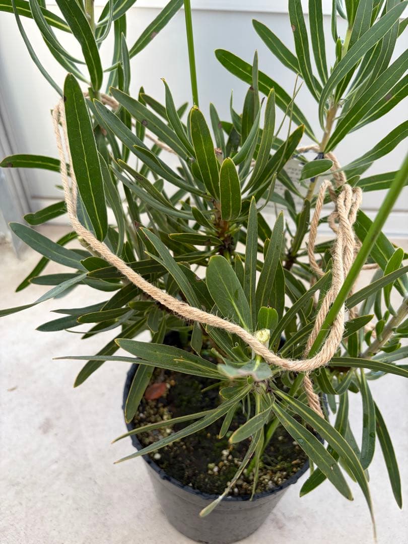 プロテア ピンクミンク　7号鉢　オージープランツ　苗　観葉