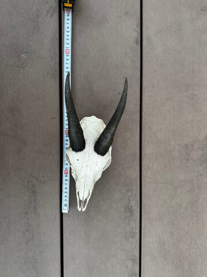 ニホンカモシカ[希少] 頭骨　頭蓋骨　スカル　鹿　角
