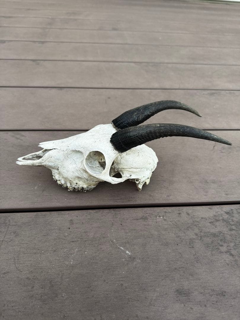 ニホンカモシカ[希少] 頭骨　頭蓋骨　スカル　鹿　角