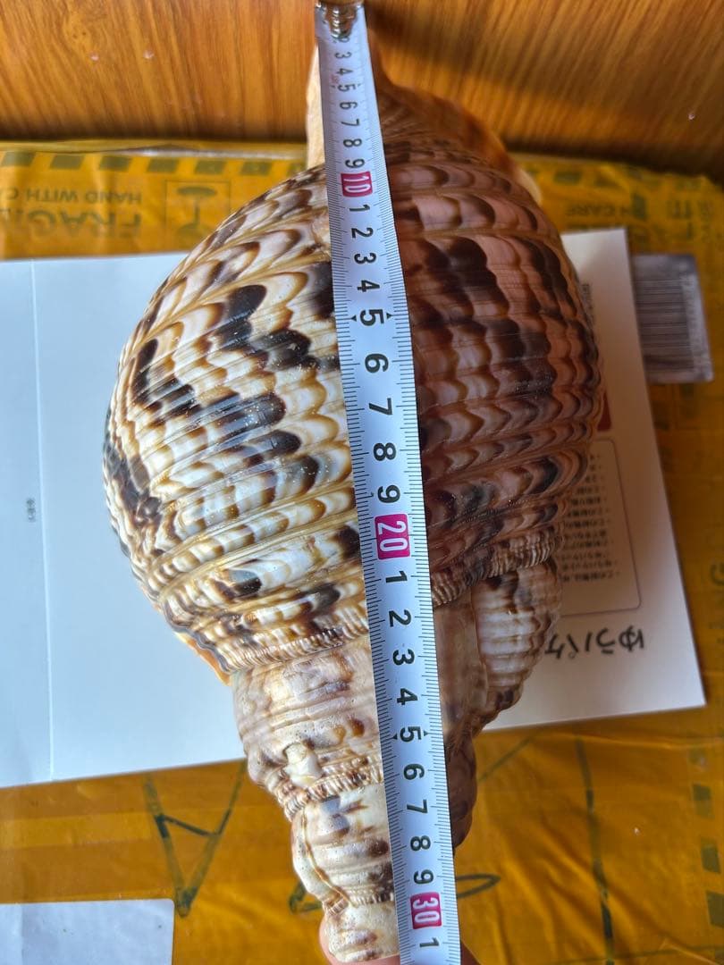 法螺貝　31cm 673g