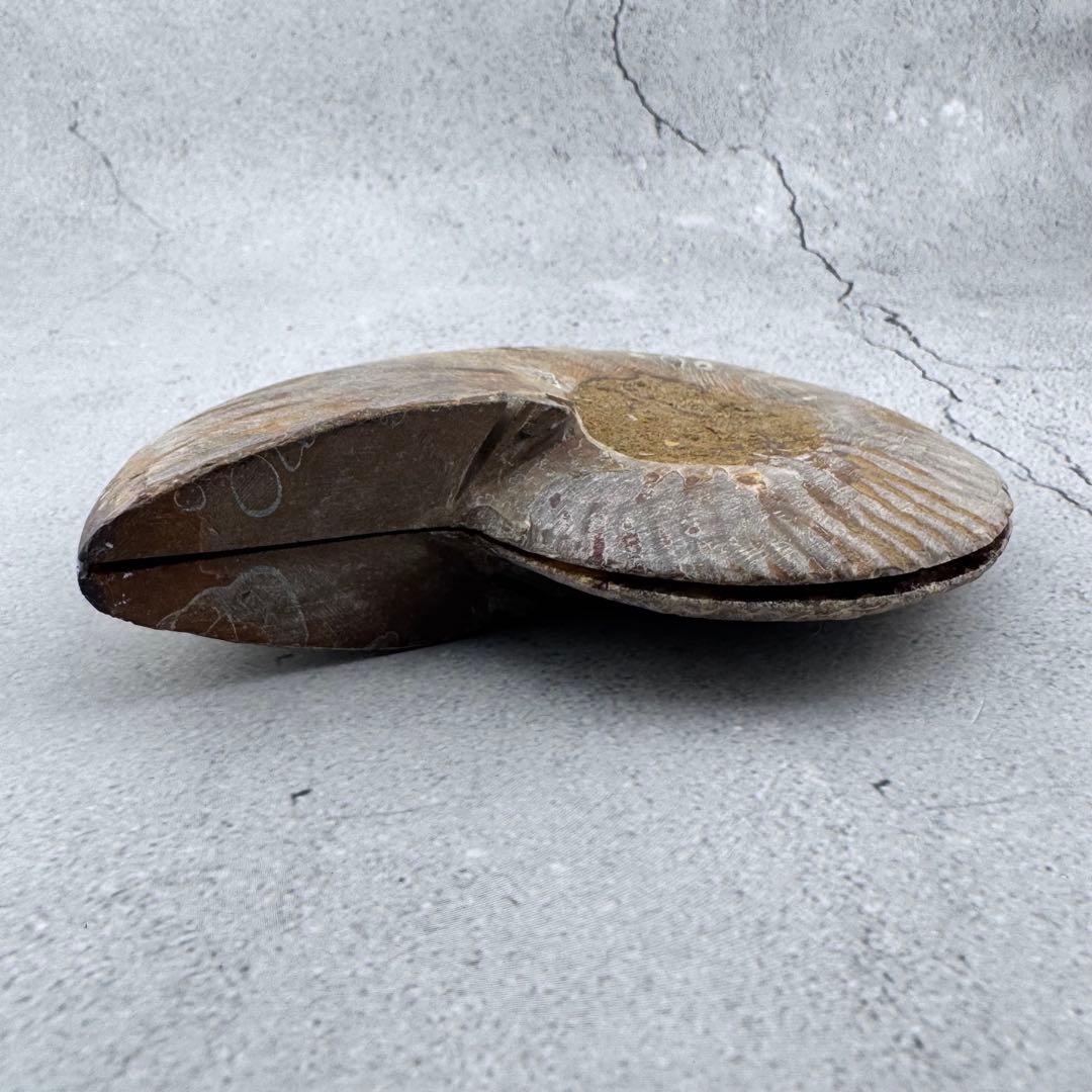 G-138天然アンモナイト 化石 左右対称ペアスライス 台座付き 鑑賞標本