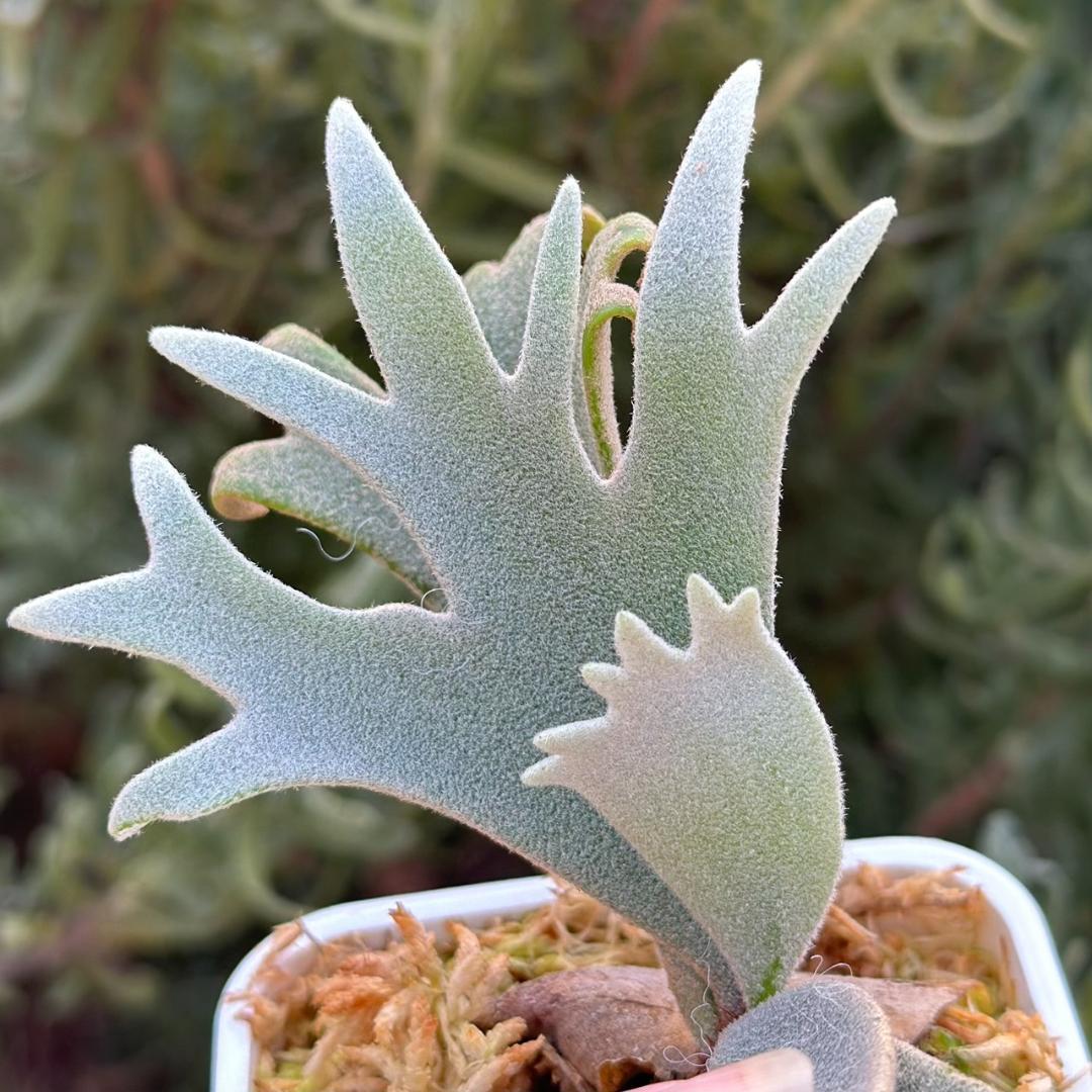 Yellow moon dwarf ’totoro’ sporeling 509